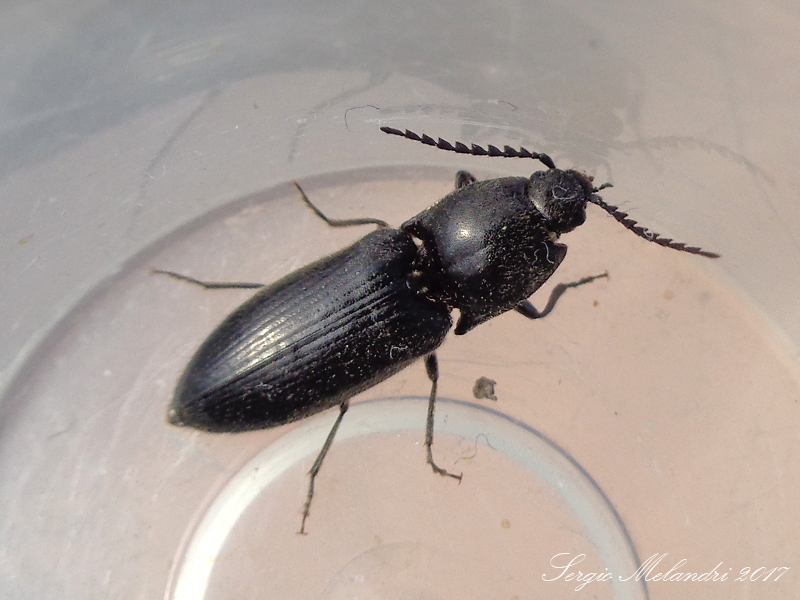 Elateridae: Hemicrepidius hirtus